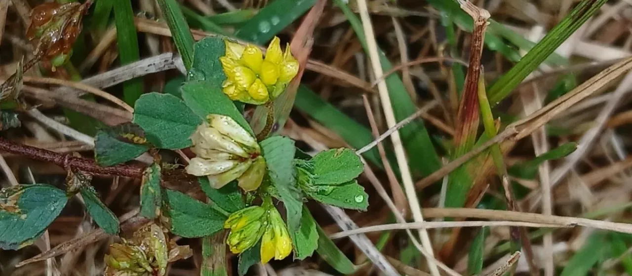 Lesser hop trefoil