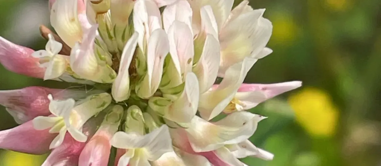 Alsike clover