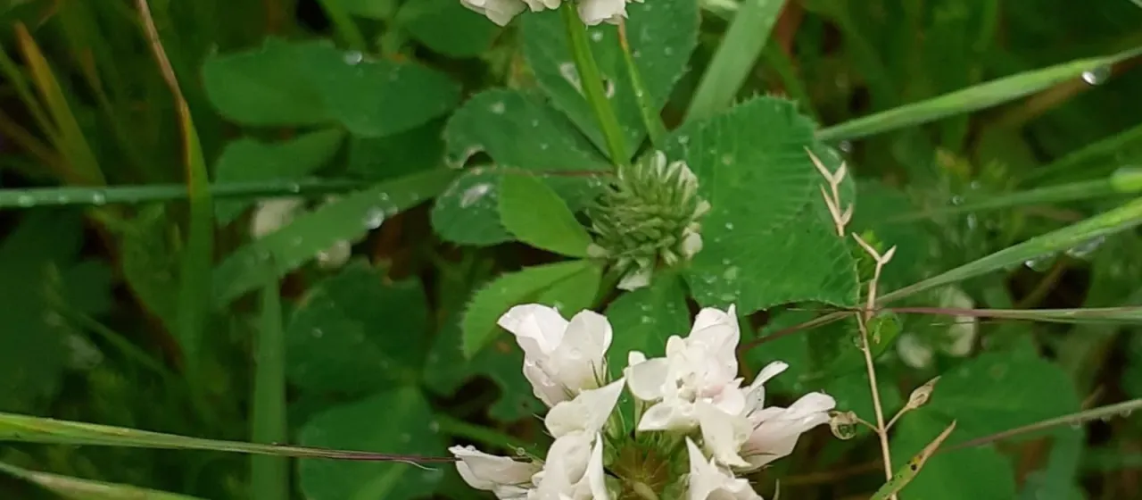 Trifolium nigrescens
