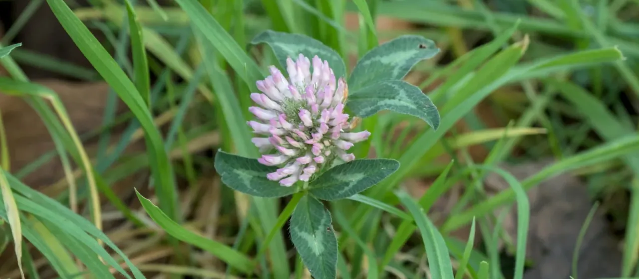 Red clover