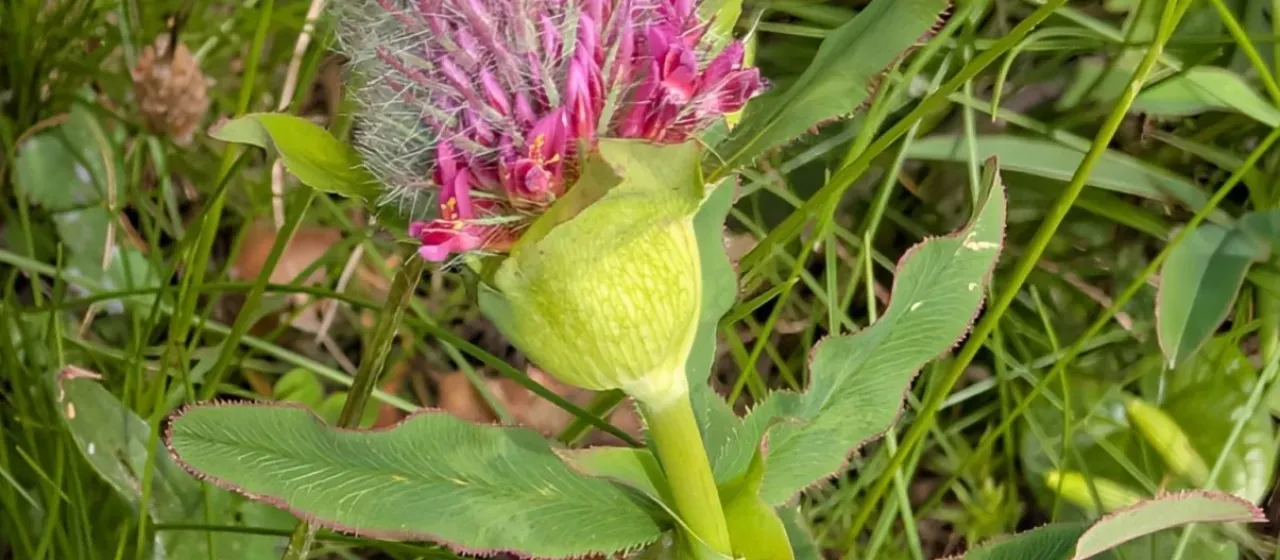 Red-flowered clover