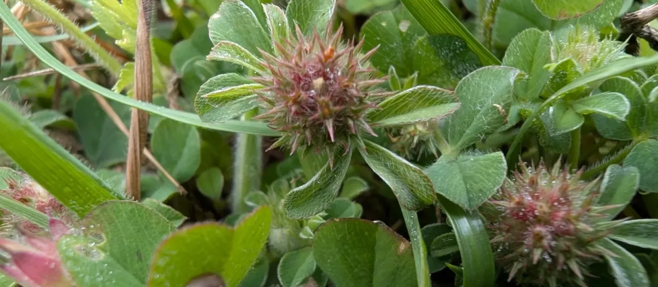 Knotted clover