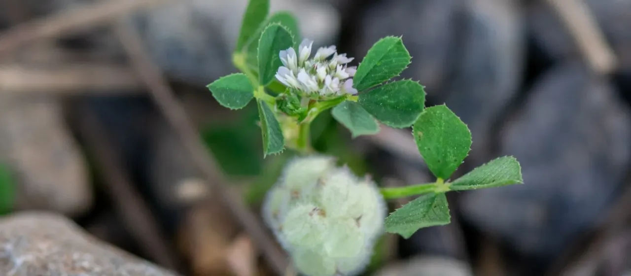 Woolly clover