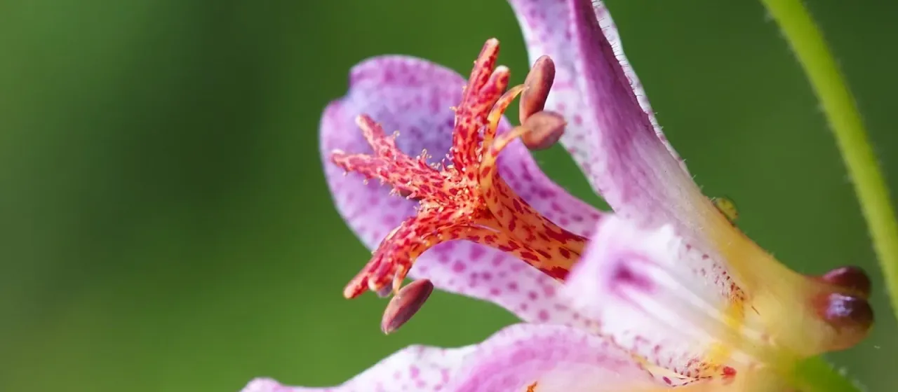 Formosa toad lily