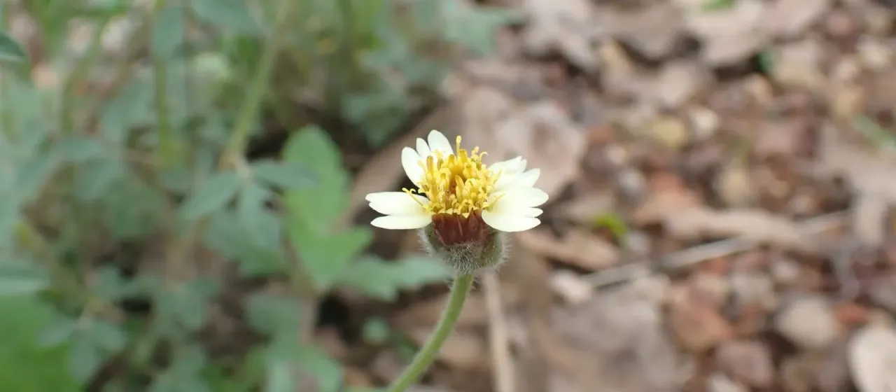 Tridax daisy
