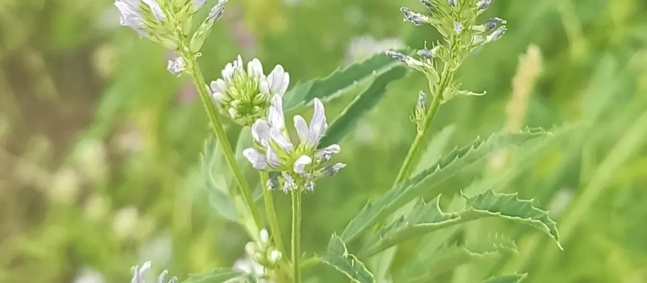 Blue fenugreek