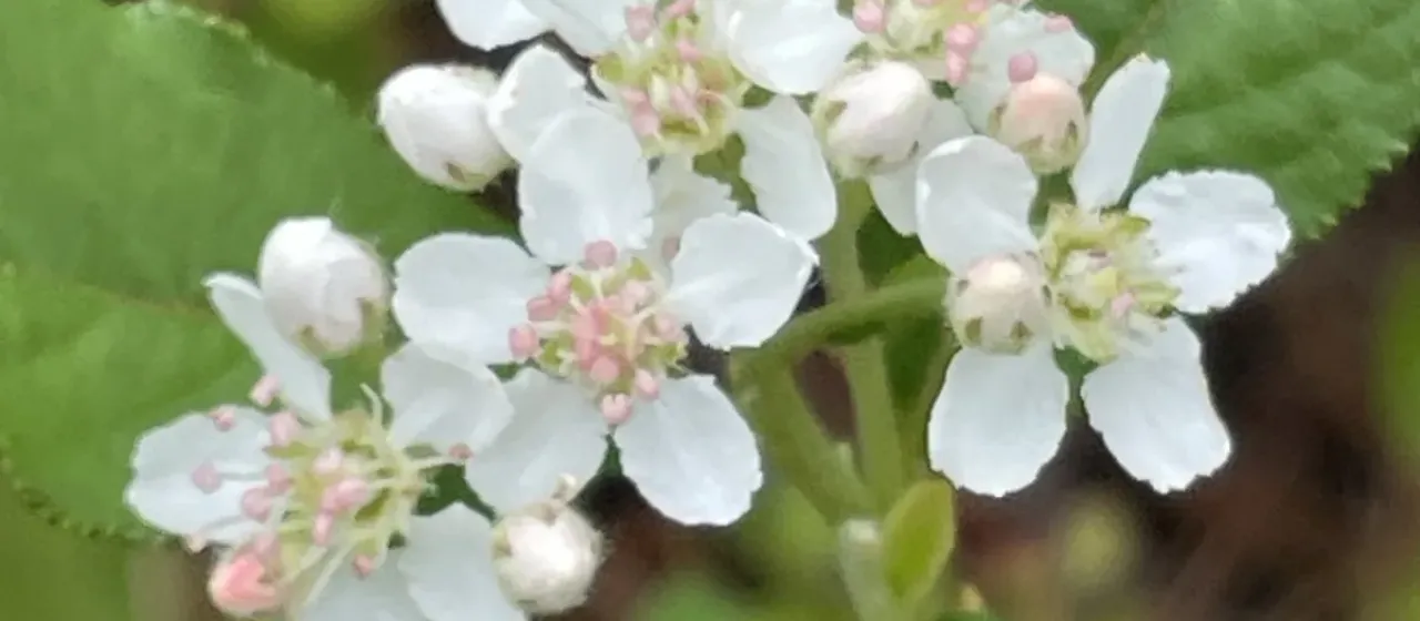 Red chokeberry