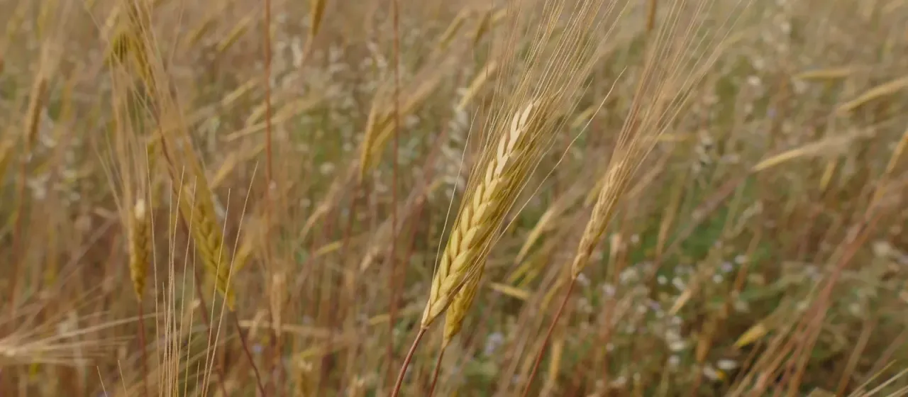 Wild einkorn
