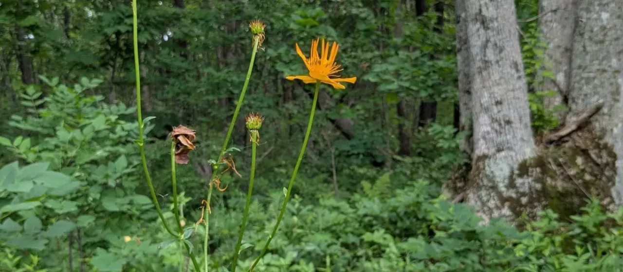 Trollius chinensis