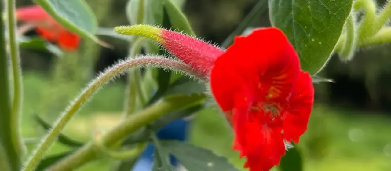 Shield-leaf nasturtium