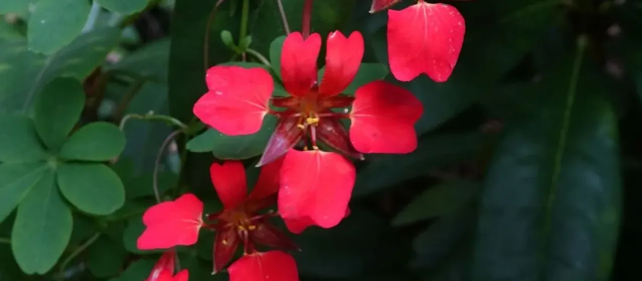 Flame nasturtium