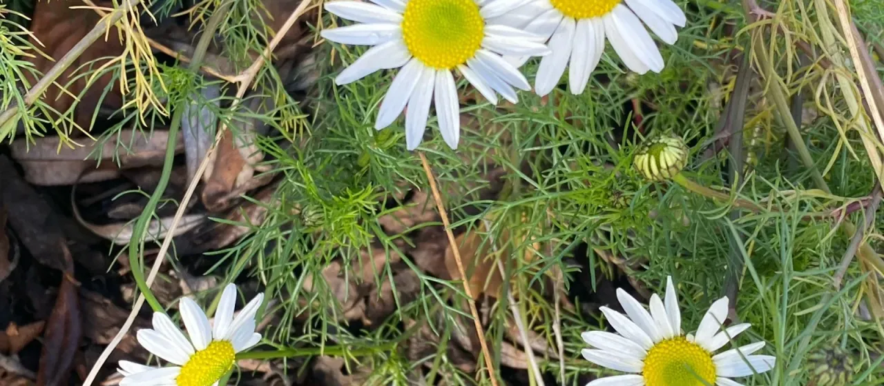 Scentless mayweed