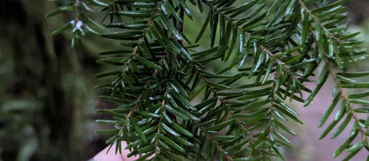 Western hemlock