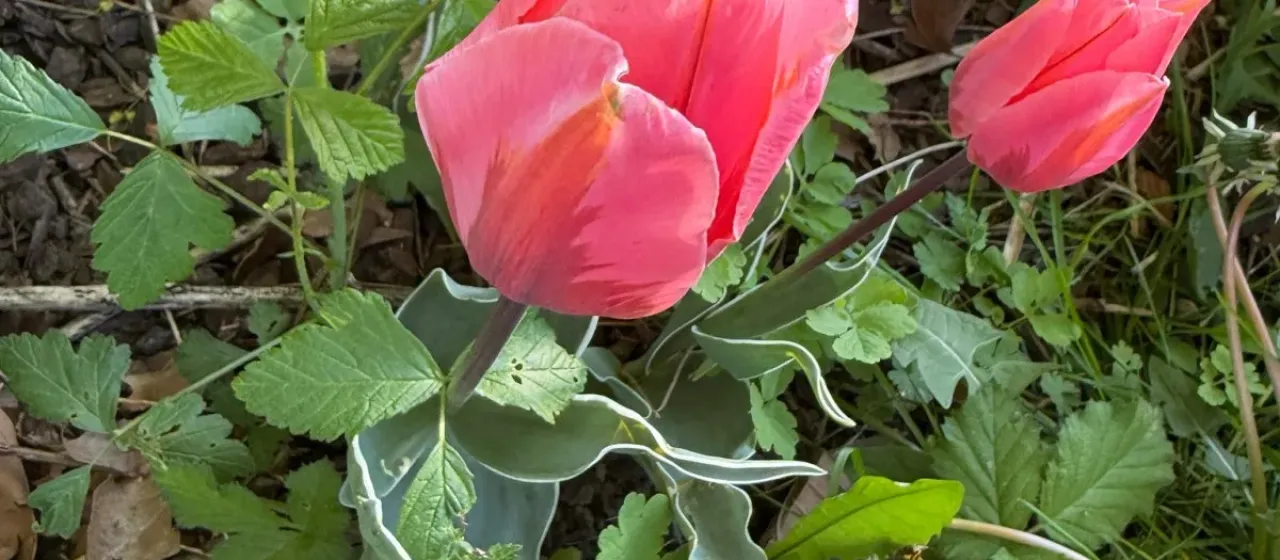 Gesner's tulip