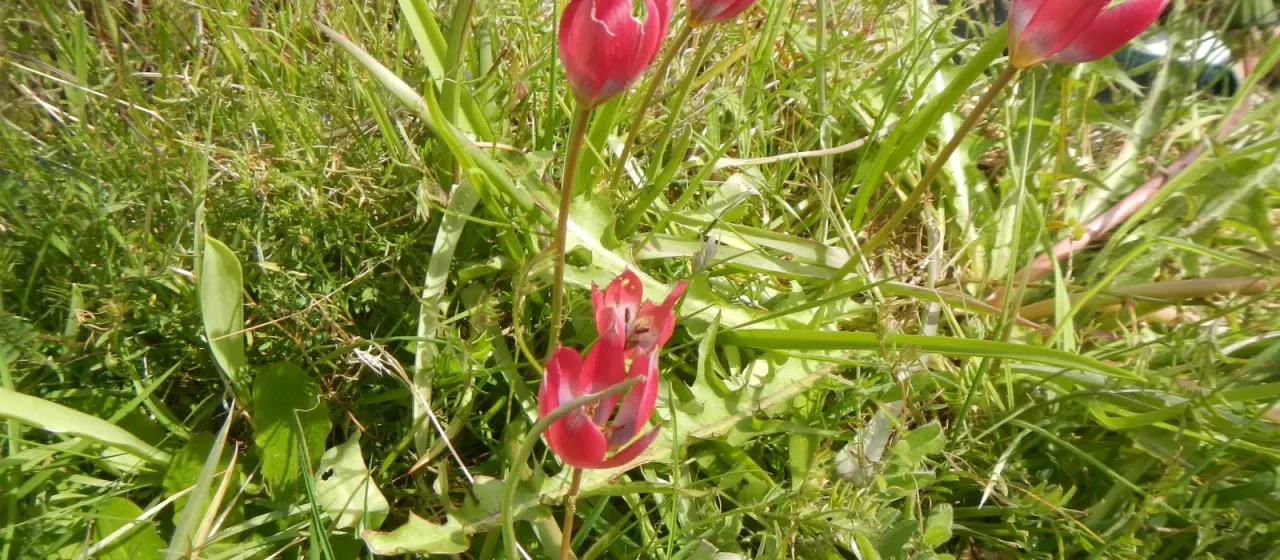 Tulipa humilis