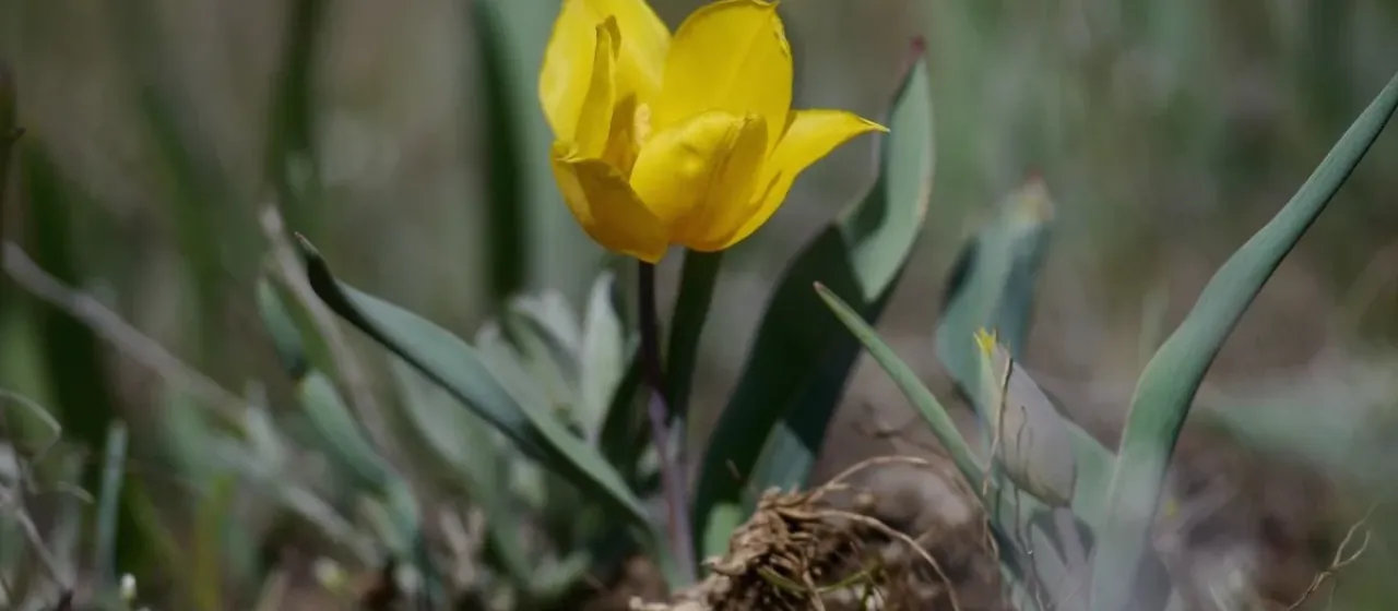 Schrenk's tulip