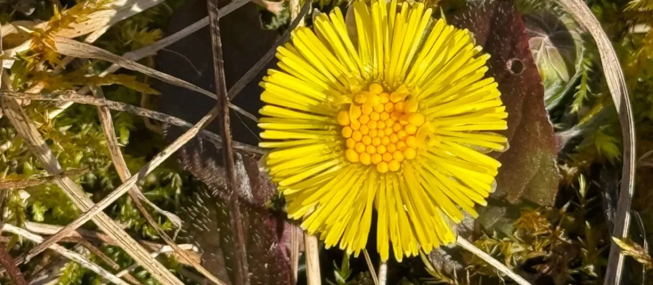 Coltsfoot
