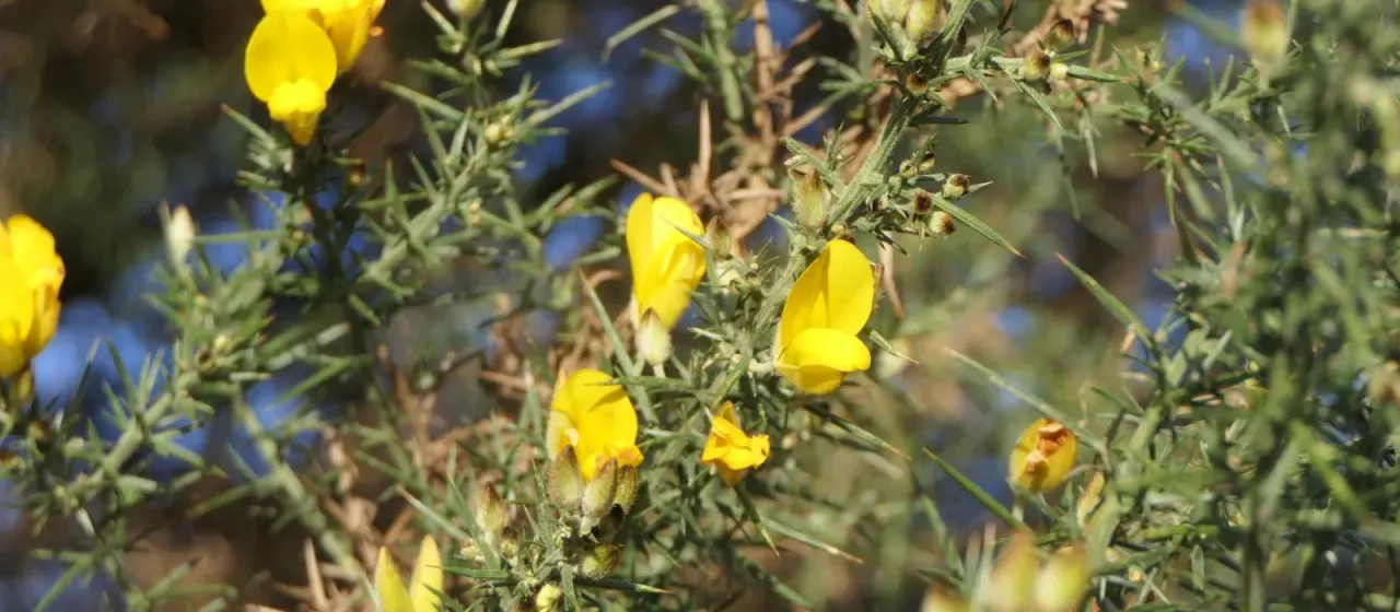 Gorse