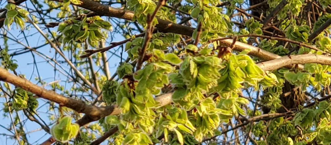 American elm