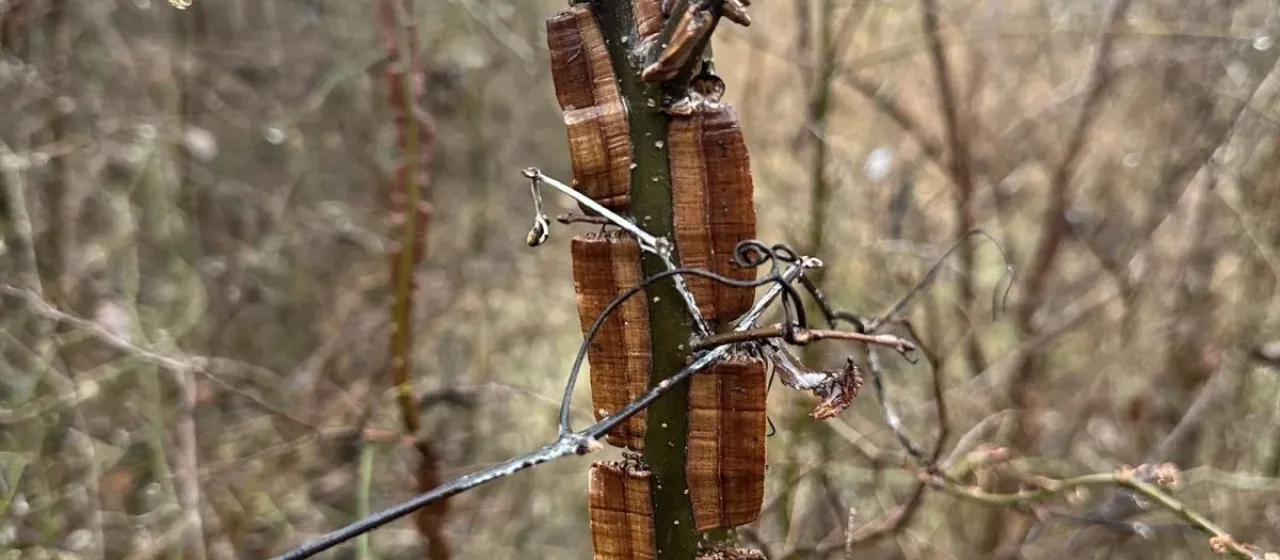 Ulmus