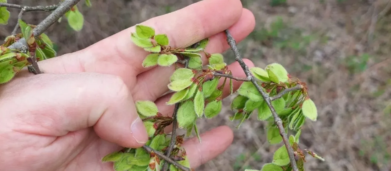 European white elm