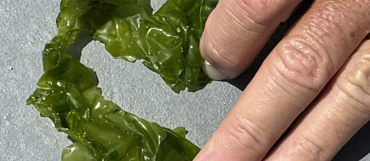 Sea lettuce