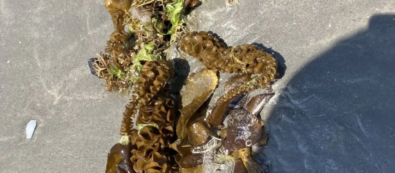 Wakame