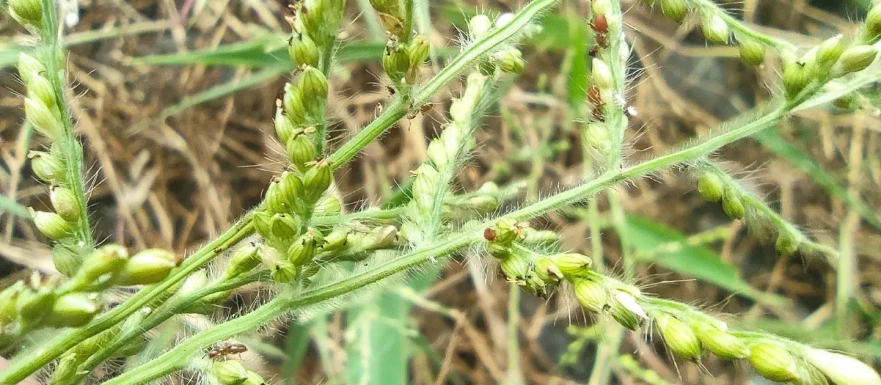 Browntop millet