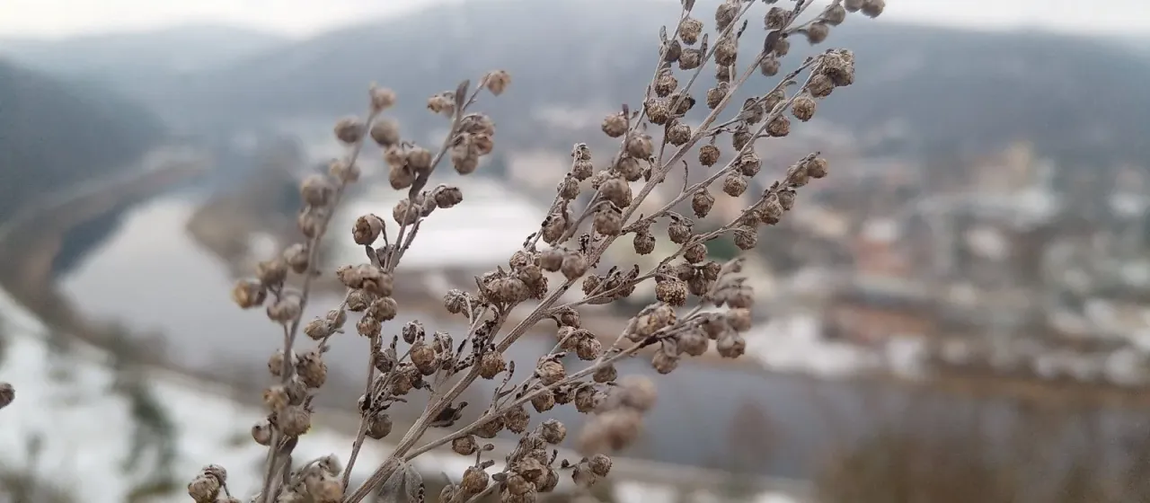 Wormwood