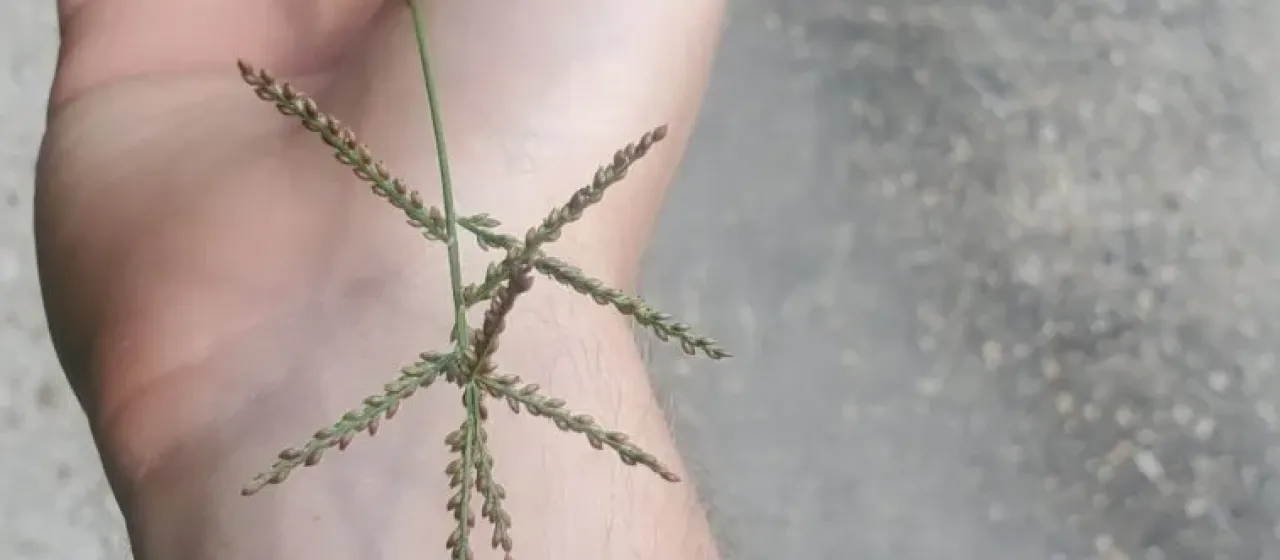 Creeping panic grass
