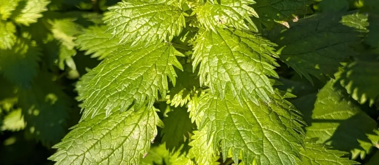 Small nettle