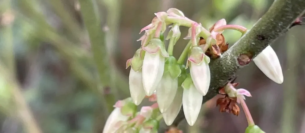 Vaccinium atrococcum