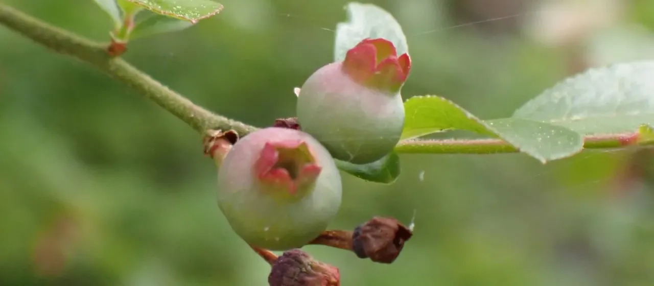 Highbush blueberry