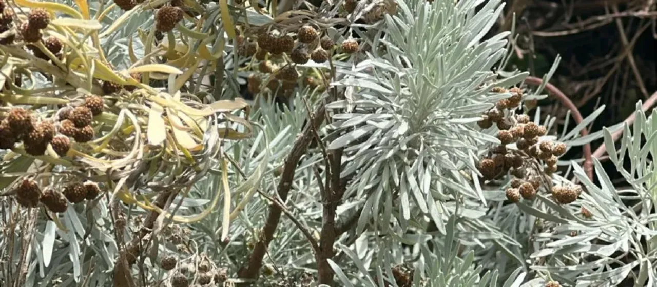 Tree wormwood