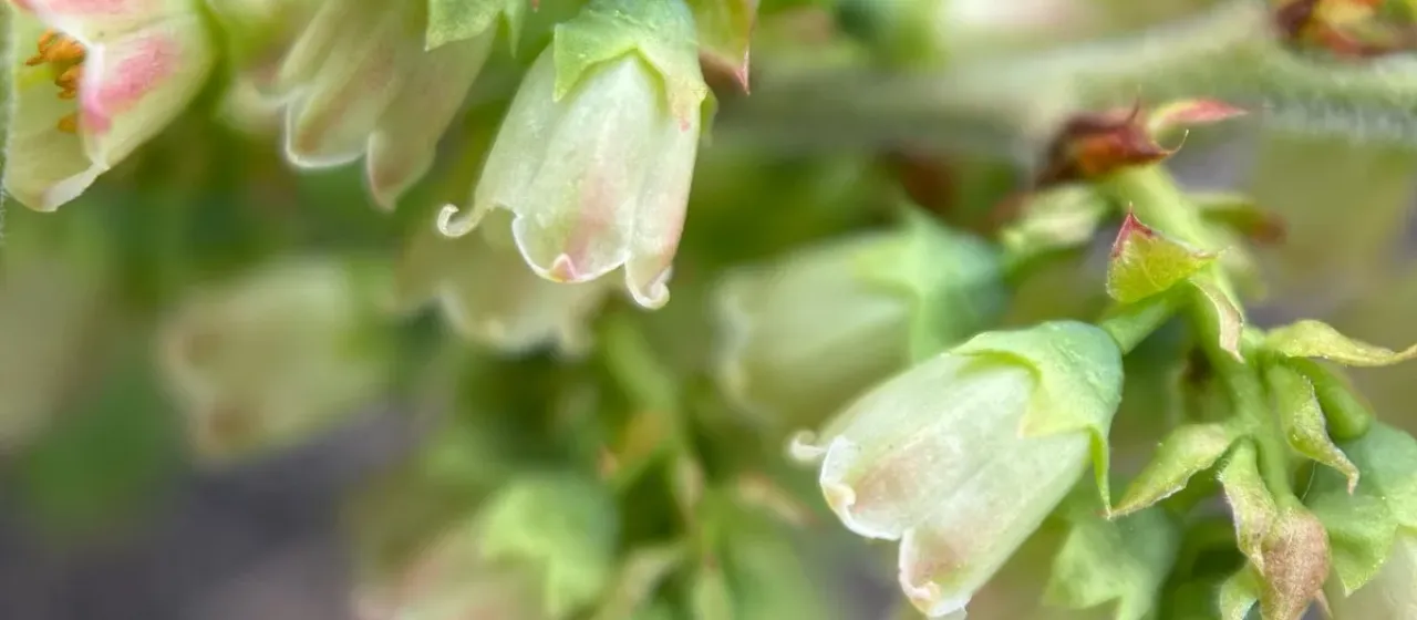 Velvet-leaf blueberry