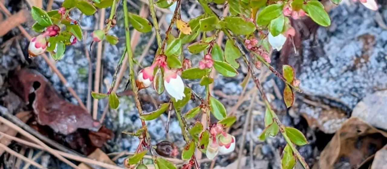 Evergreen blueberry