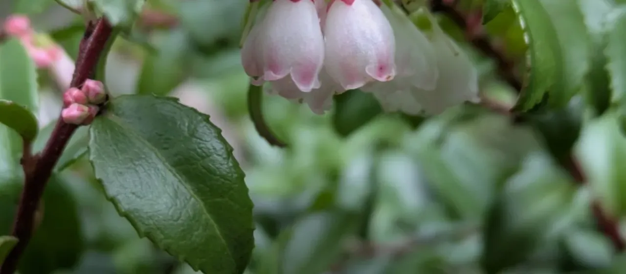 California huckleberry