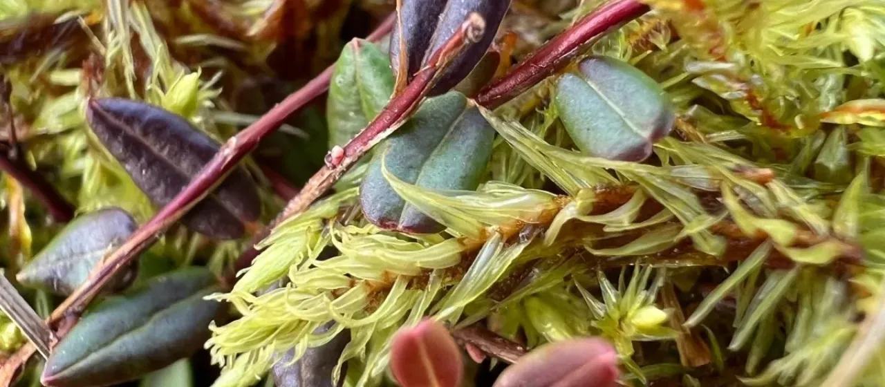 Bog cranberry