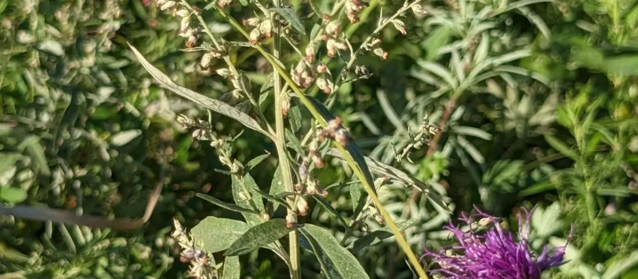 Artemisia argyi