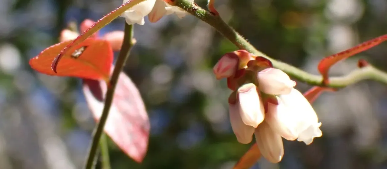 Vaccinium simulatum