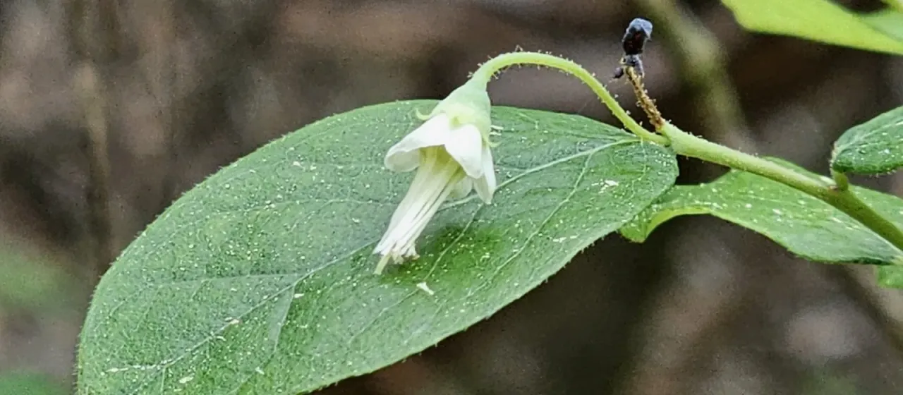Deerberry