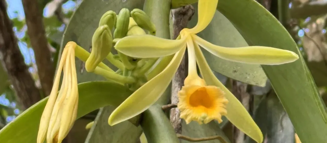 Pompona vanilla