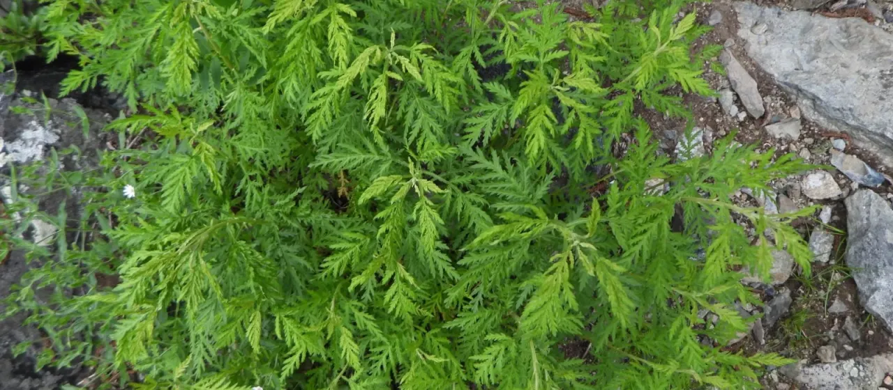 Gmelin's wormwood