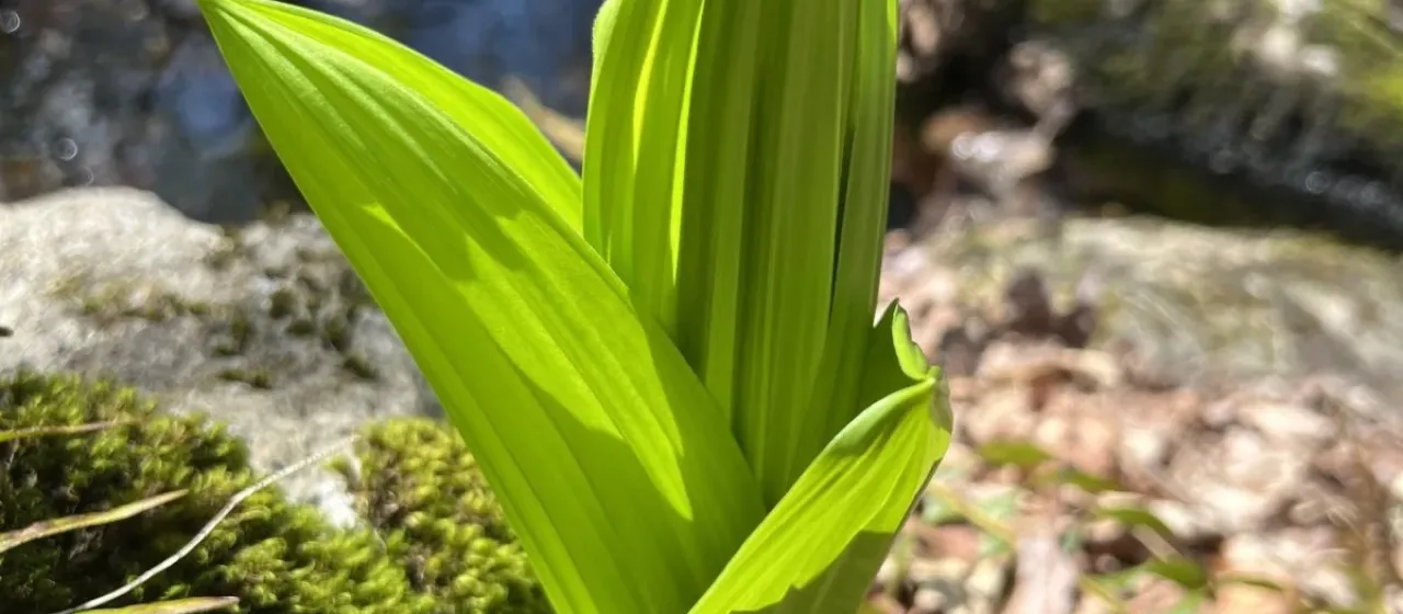 False Hellebore