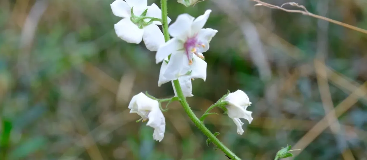 Moth mullein