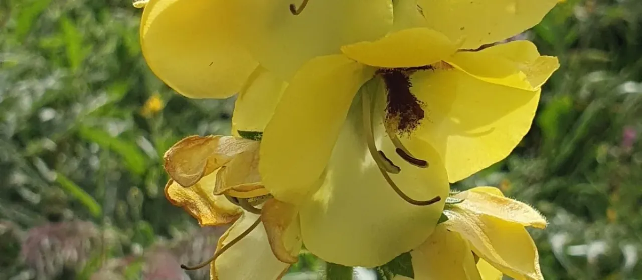 Cretan mullein