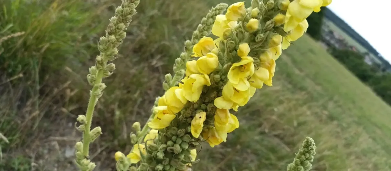Dense-flowered mullein