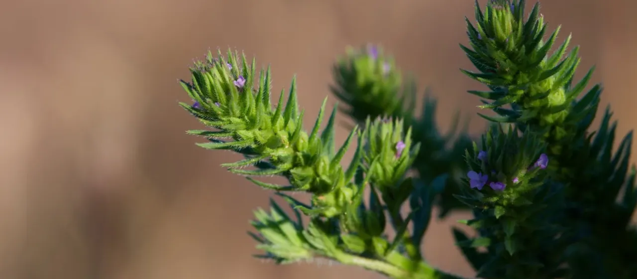 Prostrate vervain