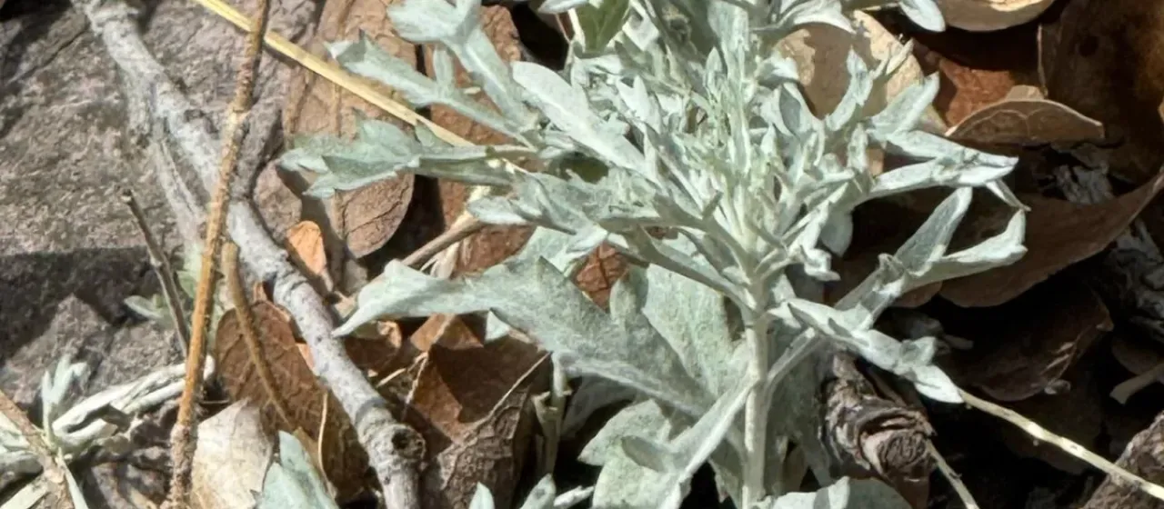 Louisiana wormwood