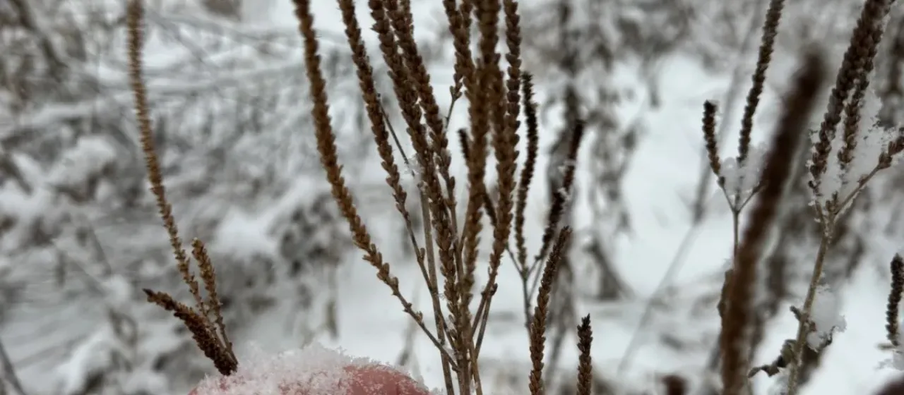 Blue vervain